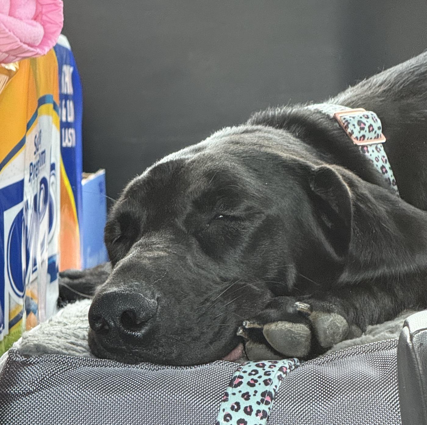 Hollie, a ADOPTABLE mixed breed in Bedford, VA image 3/3