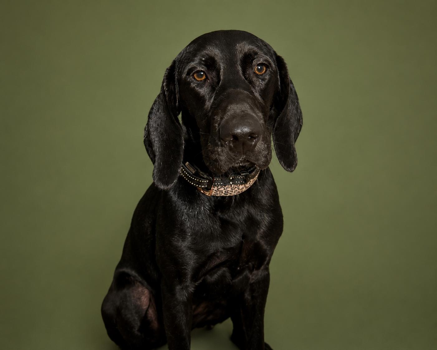Hollie, ADOPTABLE, Young Female Labrador Retriever & Hound.