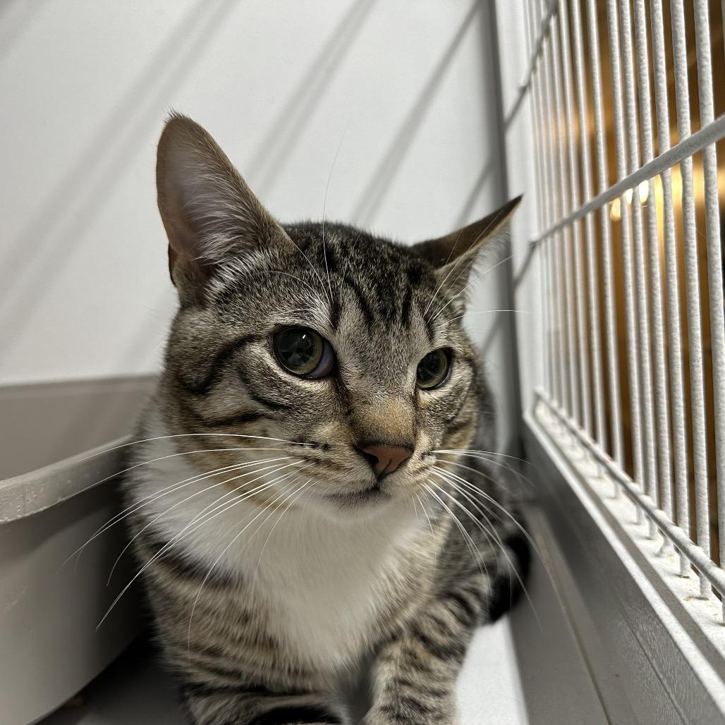 Currly, Adoptable, Adult Male Domestic Short Hair.