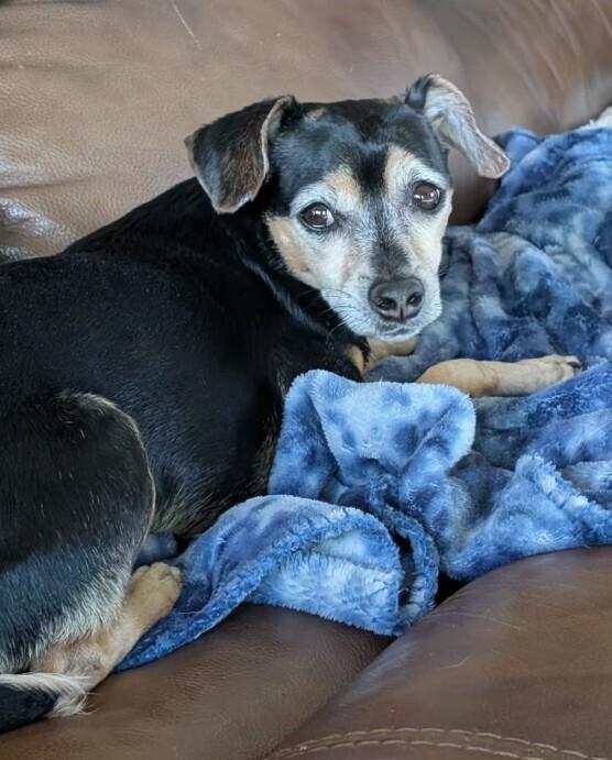 Louie, Adoptable, Adult Male Chihuahua.