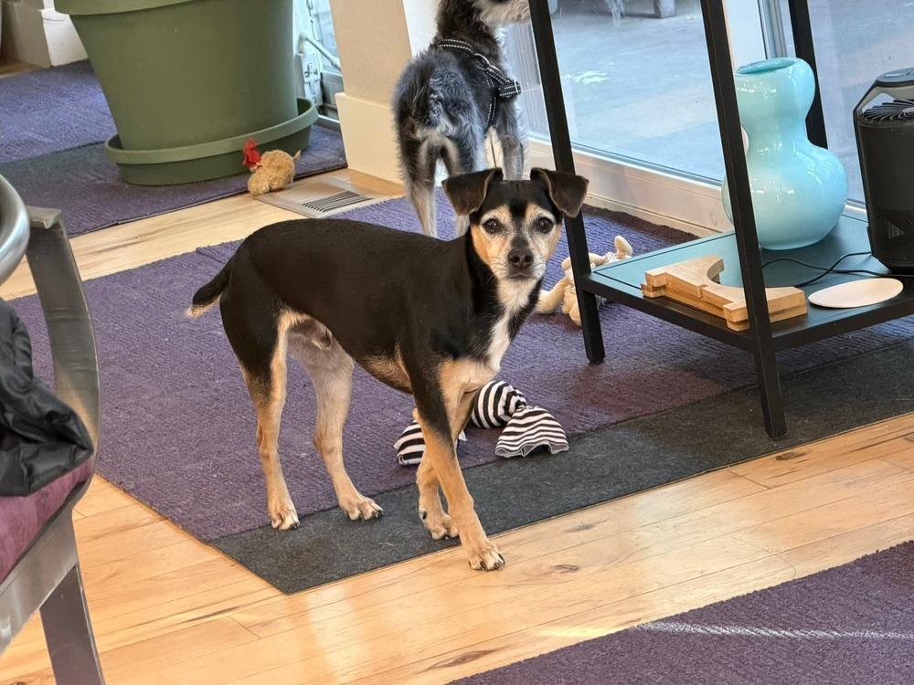 Enlarge Louie, a Adoptable mixed breed in Parker, CO image 2/6