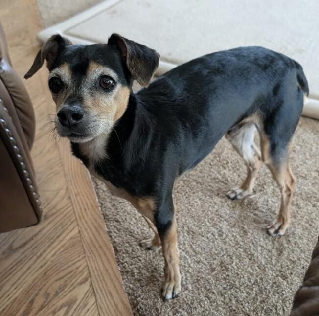 Enlarge Louie, a Adoptable mixed breed in Parker, CO image 3/6