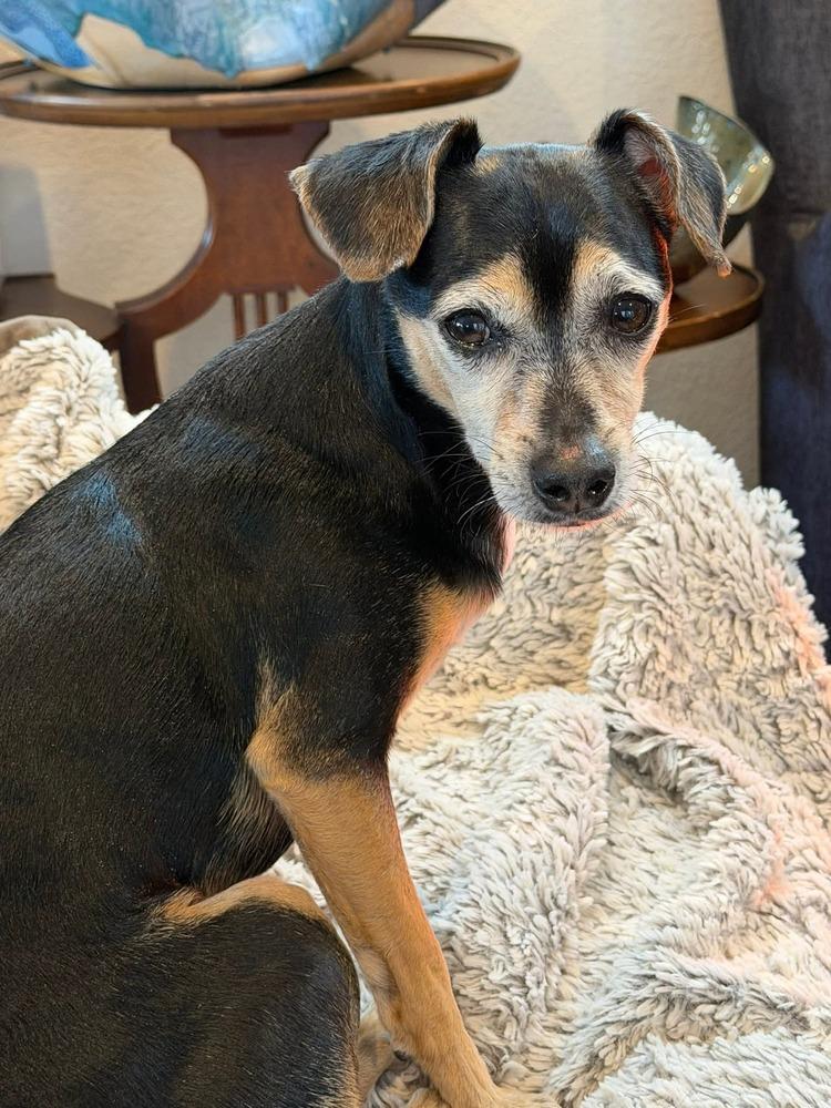 Enlarge Louie, a Adoptable mixed breed in Parker, CO image 4/6