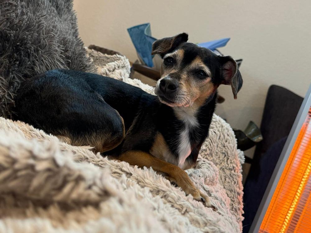 Enlarge Louie, a Adoptable mixed breed in Parker, CO image 5/6