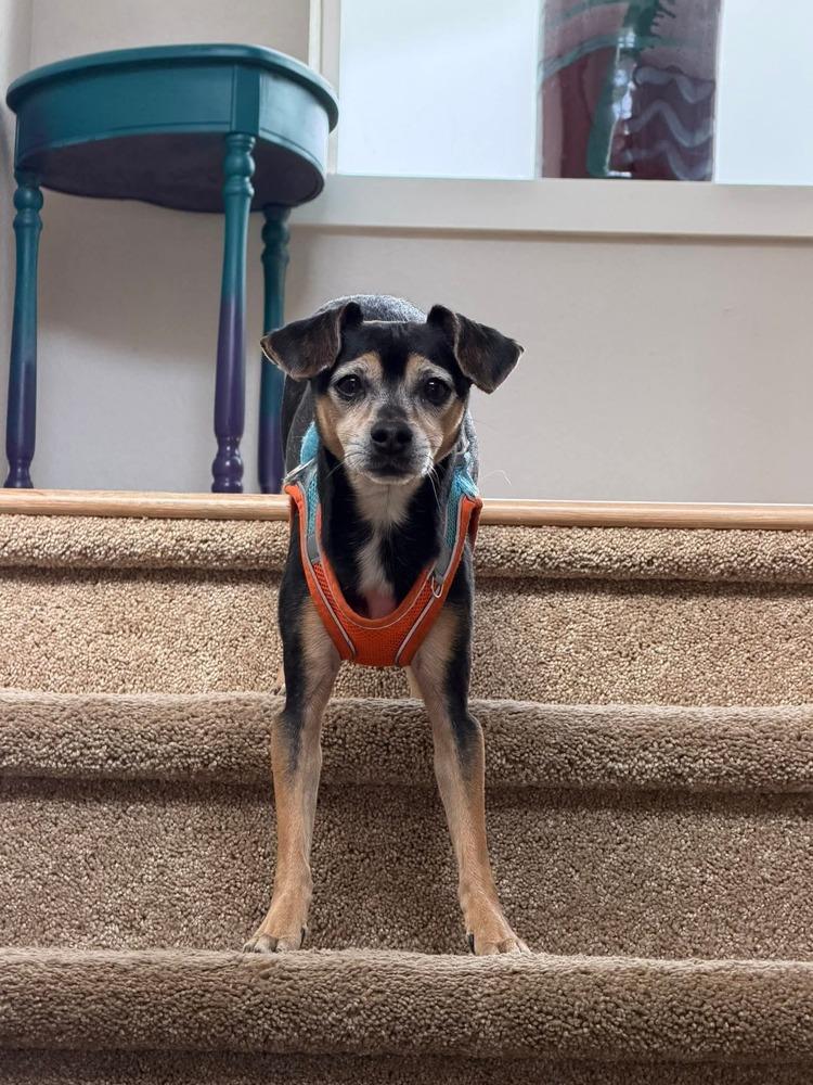 Enlarge Louie, a Adoptable mixed breed in Parker, CO image 6/6