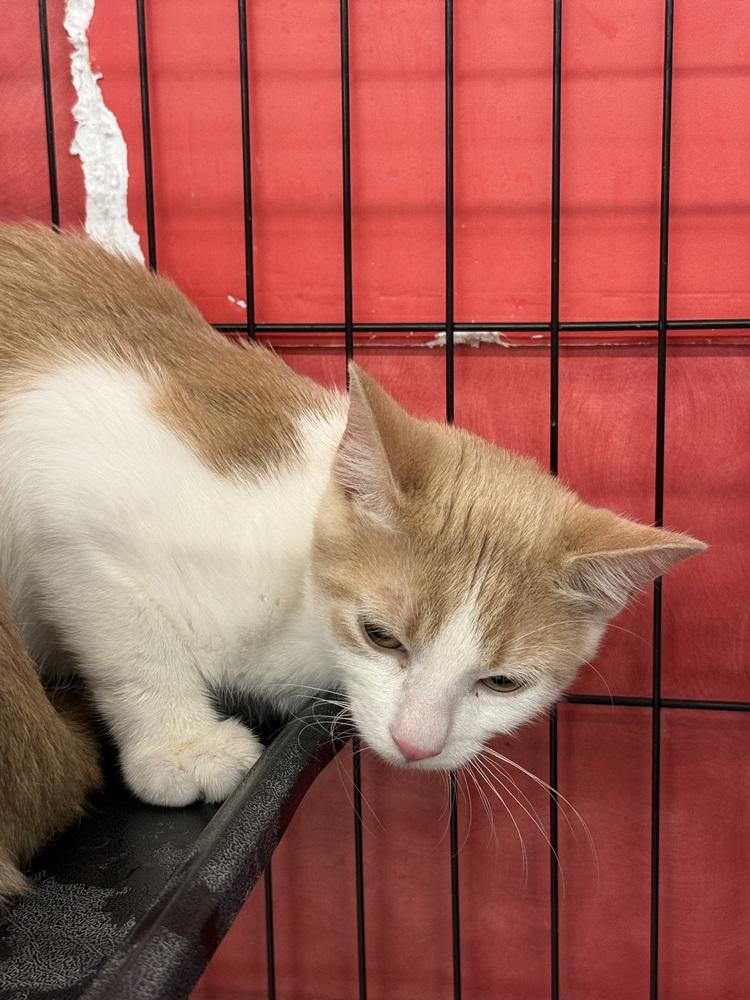 Tang, Adoptable, Kitten Female Domestic Short Hair.