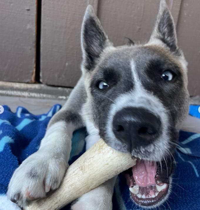 Enlarge Mario, an adopted mixed breed in TEMECULA, CA image 5/5