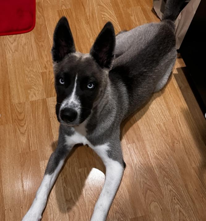 Enlarge Mario, an adopted mixed breed in TEMECULA, CA image 2/5