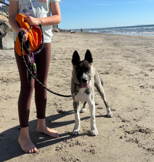 Enlarge Mario, an adopted mixed breed in TEMECULA, CA image 3/5