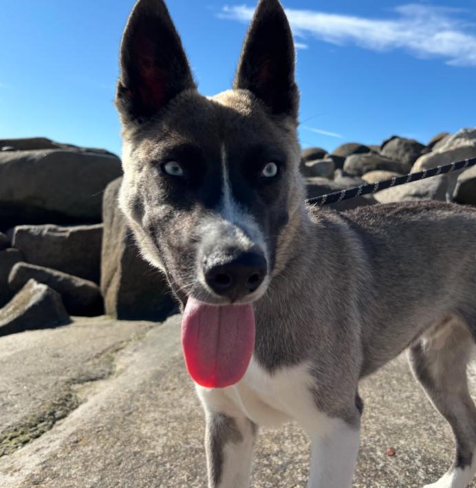 Enlarge Mario, an adopted mixed breed in TEMECULA, CA image 1/5