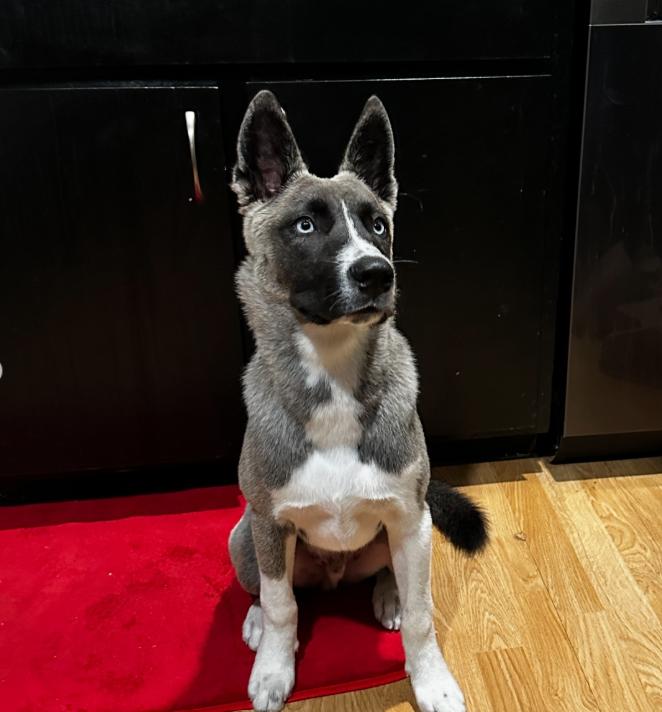 Enlarge Mario, an adopted mixed breed in TEMECULA, CA image 4/5