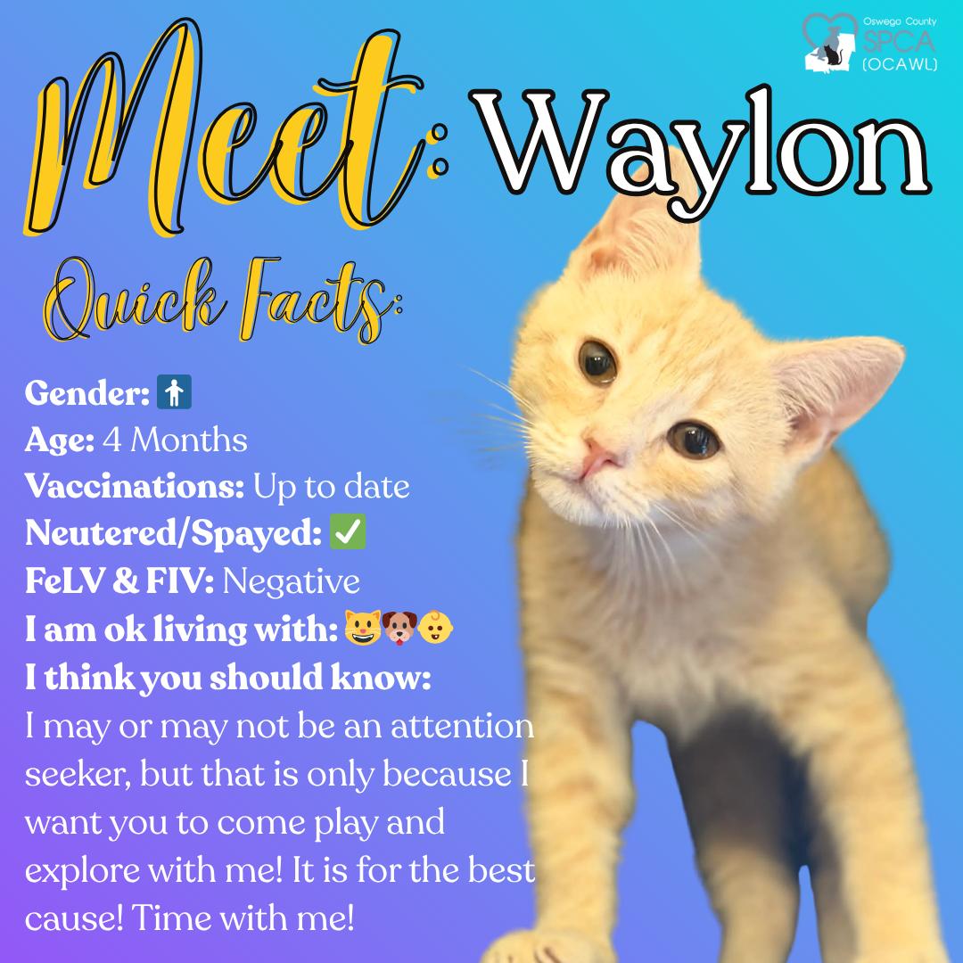 Waylon, ADOPTABLE, Young Male Tiger.