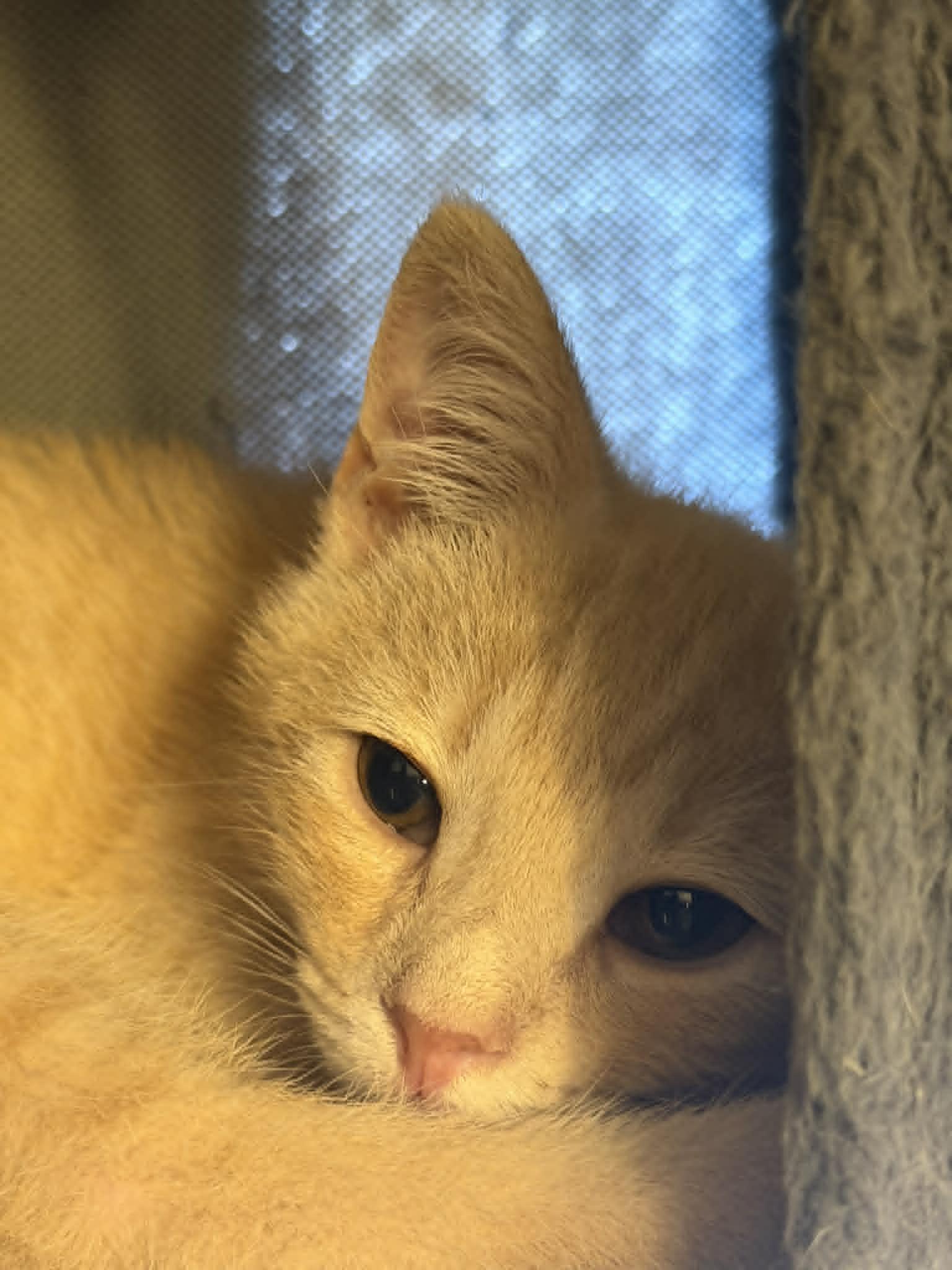 Enlarge Waylon, a ADOPTABLE Tiger in Fulton, NY image 3/4