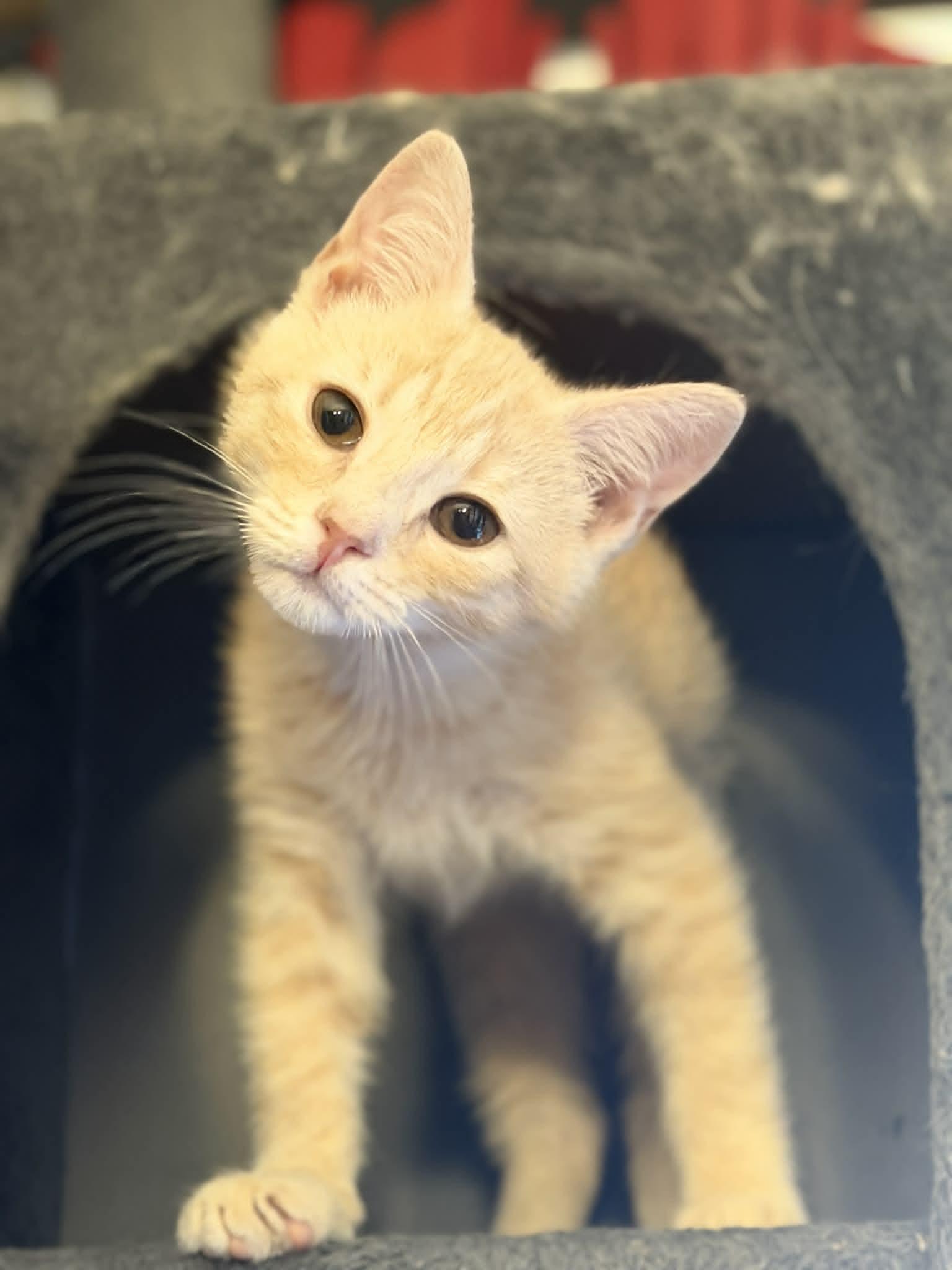 Enlarge Waylon, a ADOPTABLE Tiger in Fulton, NY image 4/4