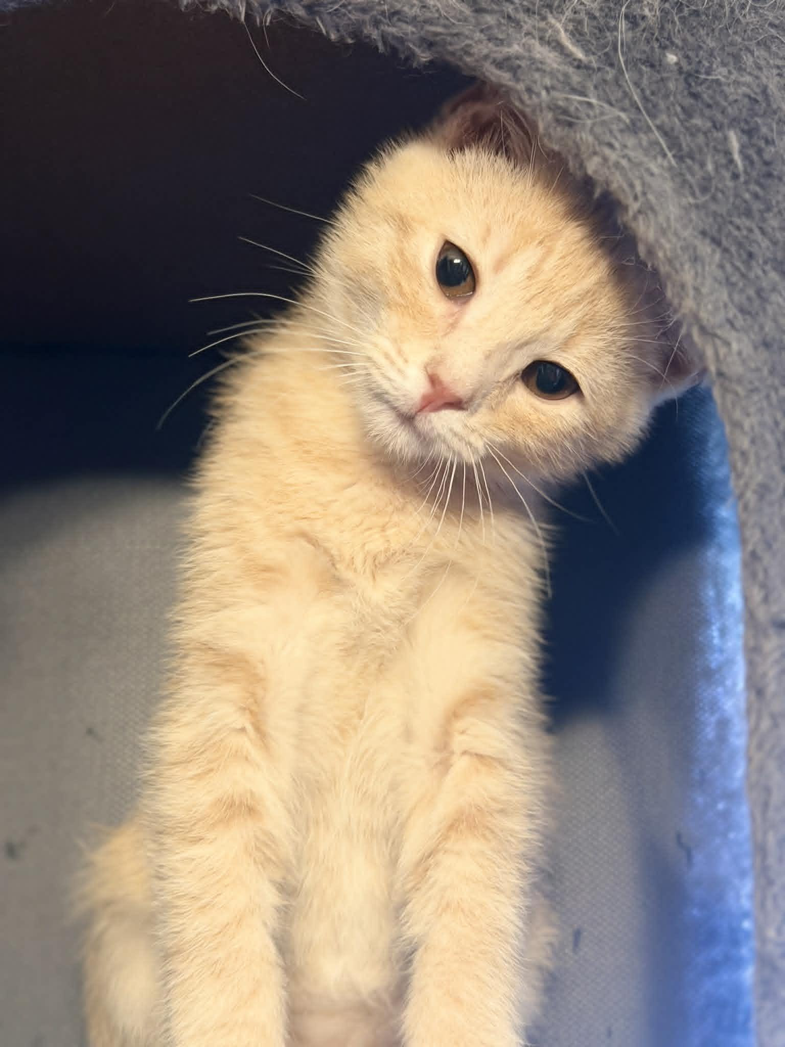 Enlarge Waylon, a ADOPTABLE Tiger in Fulton, NY image 2/4