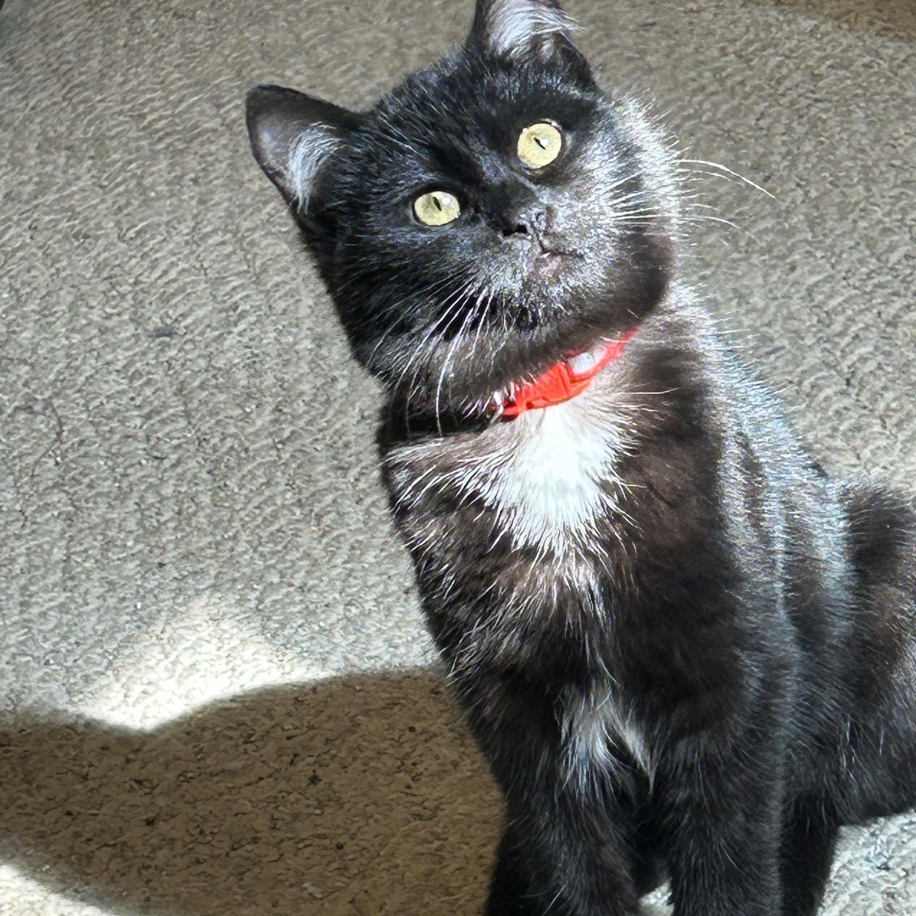 Enlarge Ava, an adopted Domestic Short Hair in Rochester, NY image 3/6