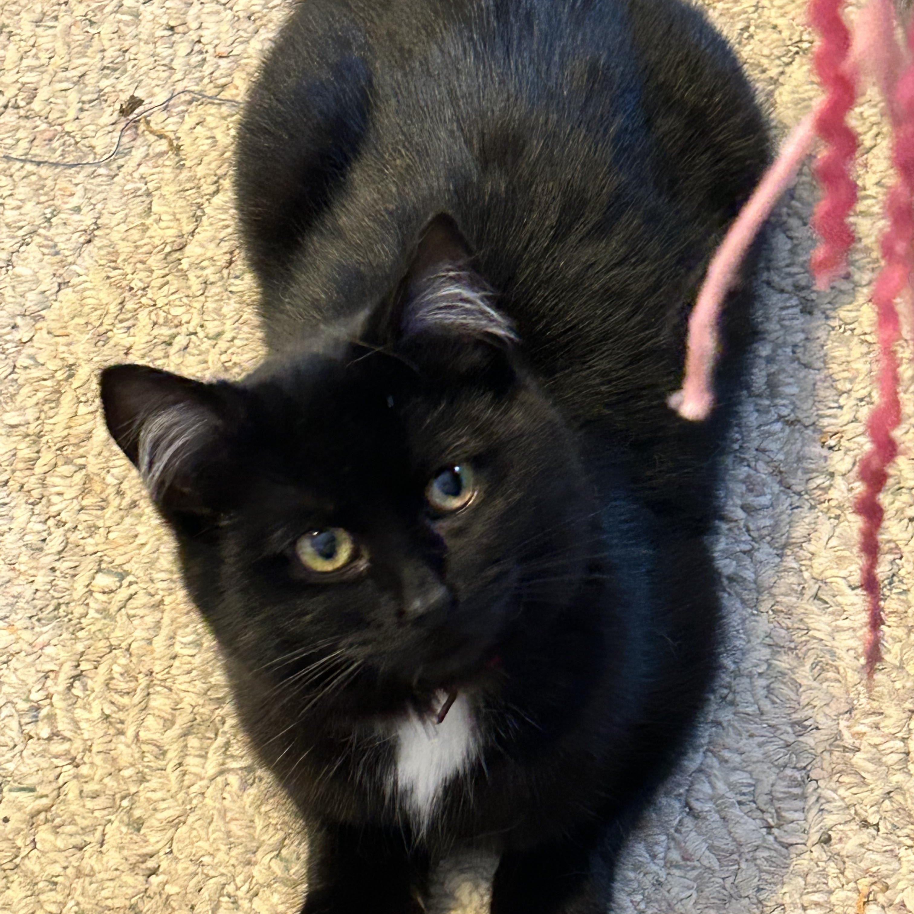 Enlarge Ava, an adopted Domestic Short Hair in Rochester, NY image 4/6