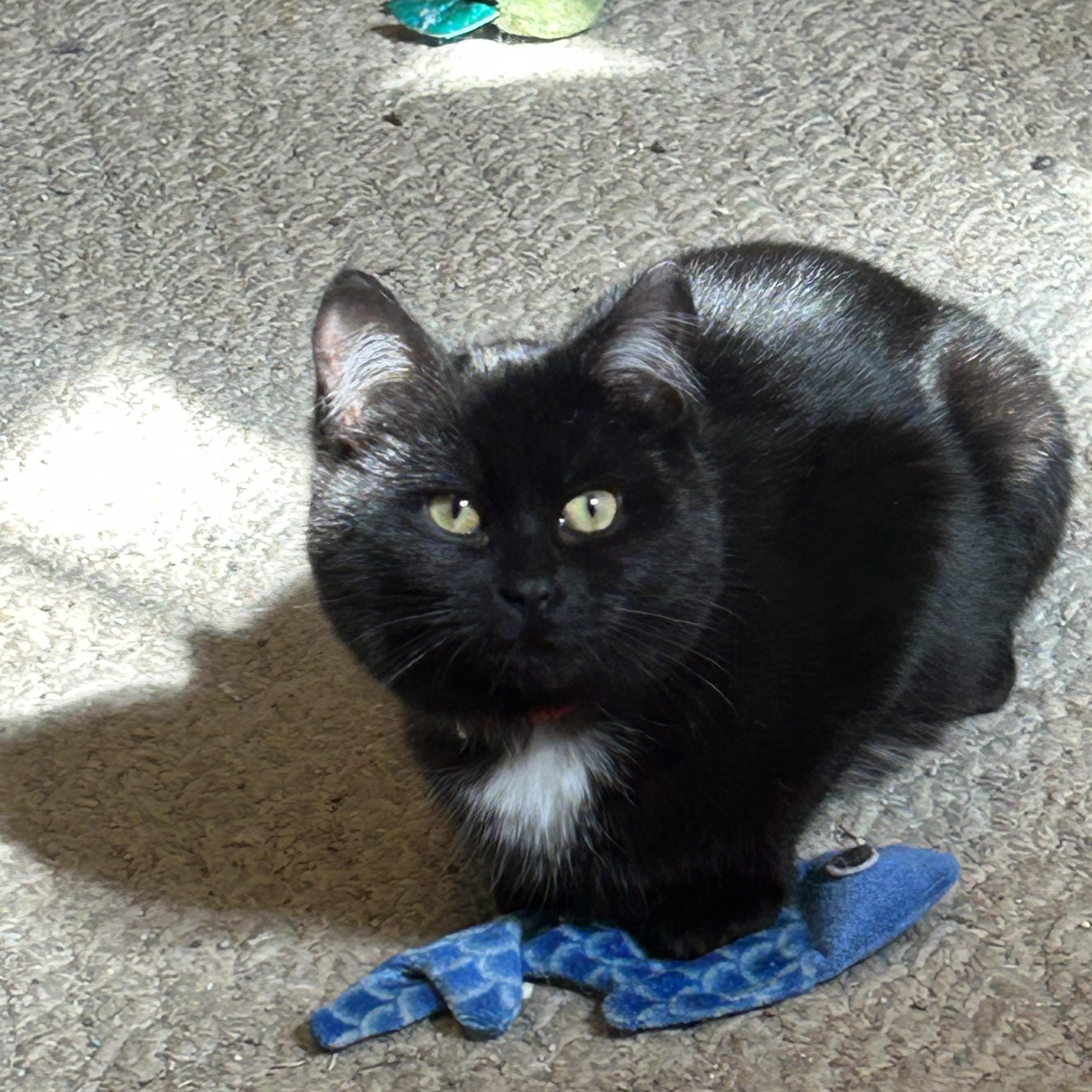 Enlarge Ava, an adopted Domestic Short Hair in Rochester, NY image 5/6