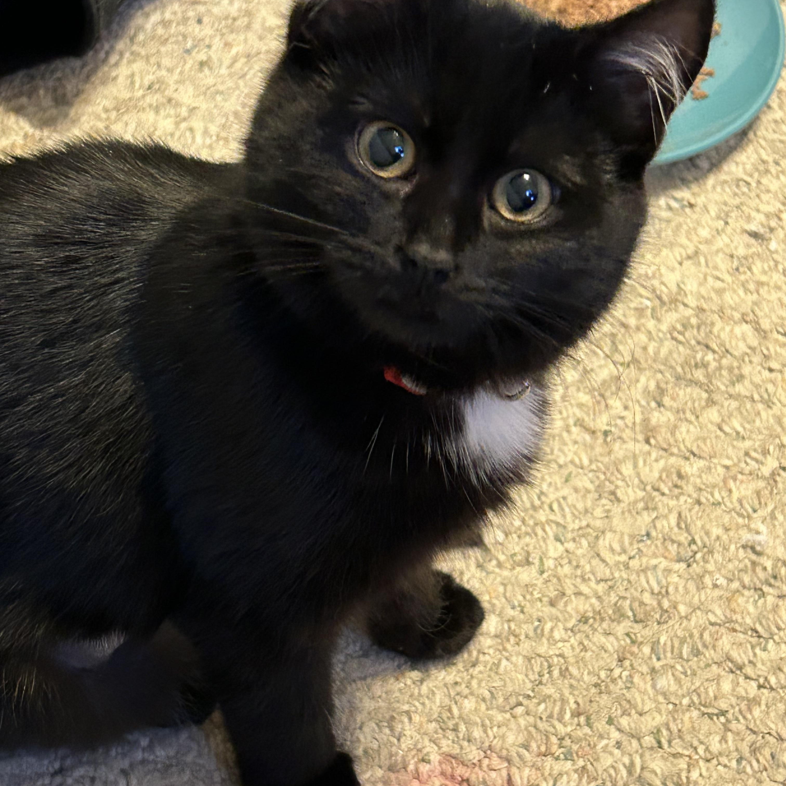 Enlarge Ava, an adopted Domestic Short Hair in Rochester, NY image 2/6