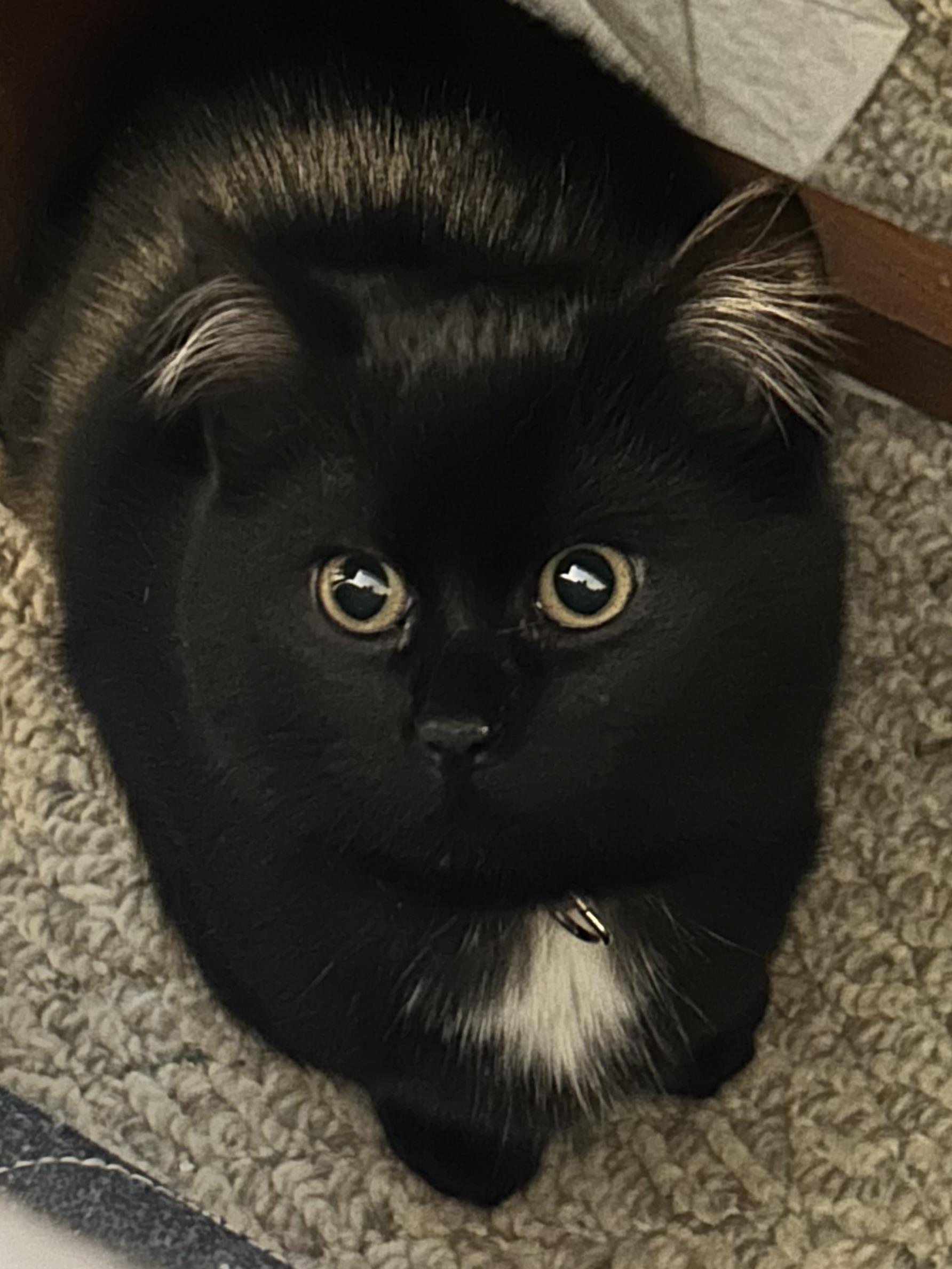 Enlarge Ava, an adopted Domestic Short Hair in Rochester, NY image 1/6