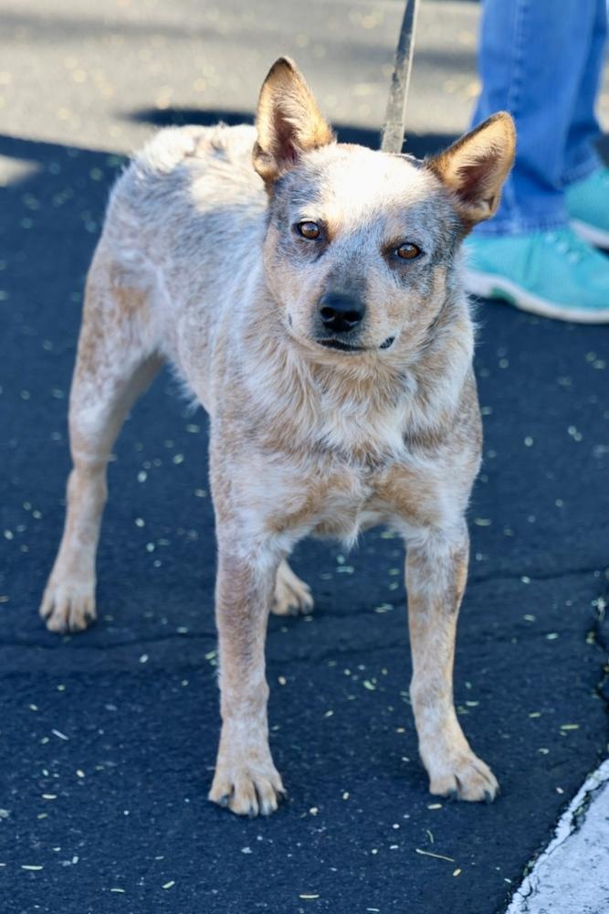 Rusty, ADOPTABLE, Adult Male Australian Cattle Dog / Blue Heeler.