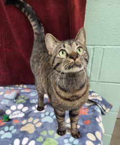 Enlarge Leo, a ADOPTABLE Domestic Short Hair in Bucyrus, OH image 3/4