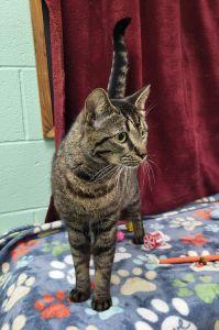 Enlarge Leo, a ADOPTABLE Domestic Short Hair in Bucyrus, OH image 4/4