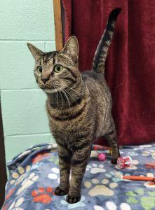 Leo, ADOPTABLE, Adult Male Domestic Short Hair.
