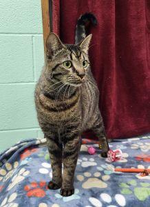 Enlarge Leo, a ADOPTABLE Domestic Short Hair in Bucyrus, OH image 2/4