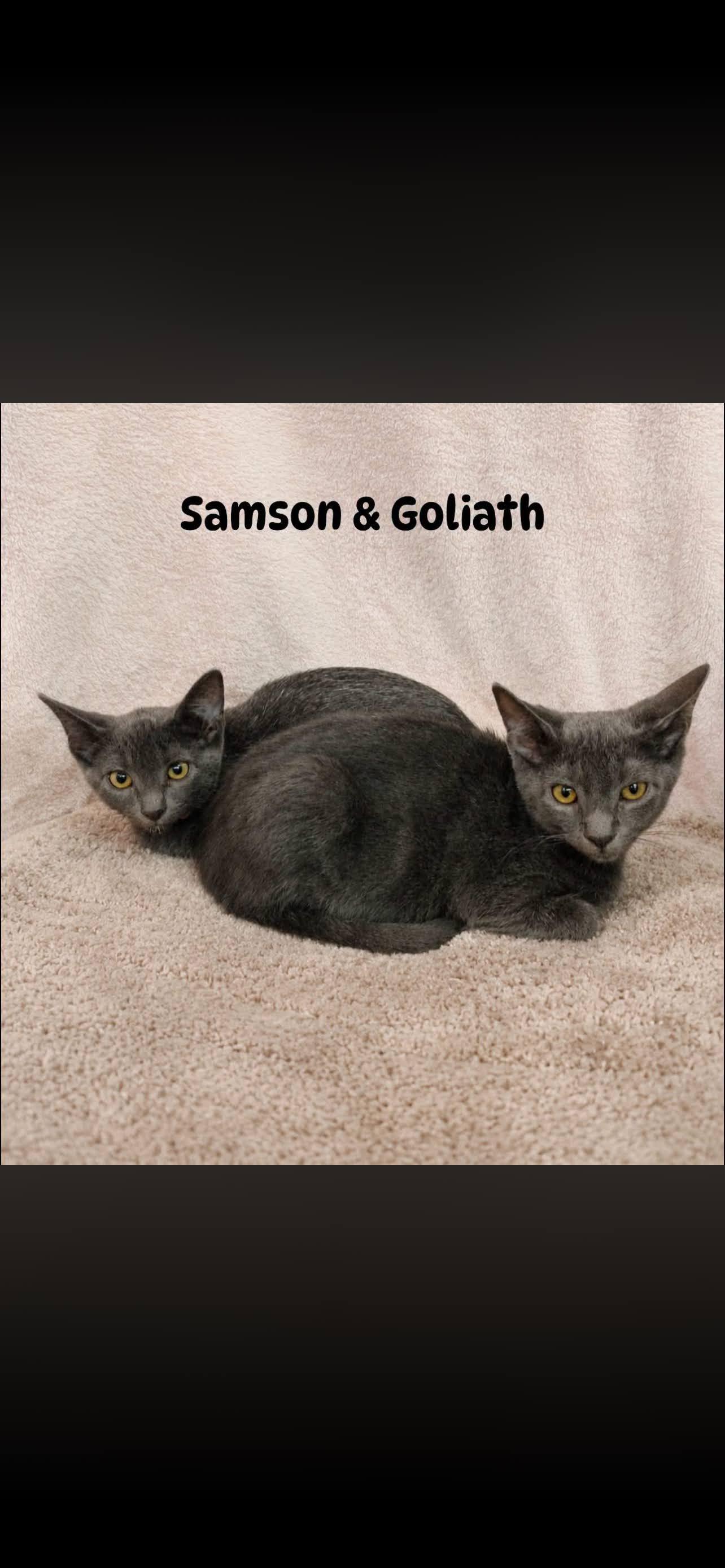 Enlarge Samson, a ADOPTABLE Domestic Short Hair in Arlington, TX image 1/4