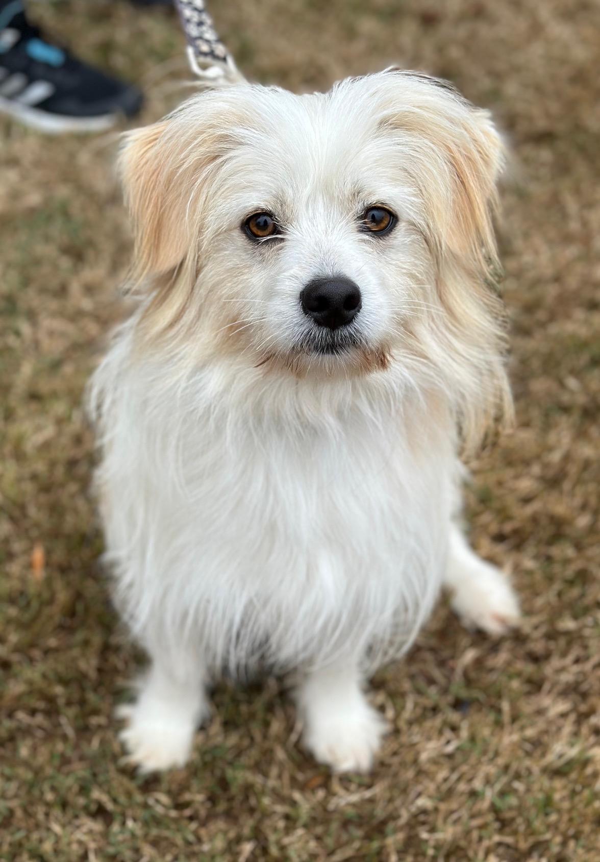 Drew, ADOPTABLE, Young Male Wirehaired Terrier & Pomeranian.