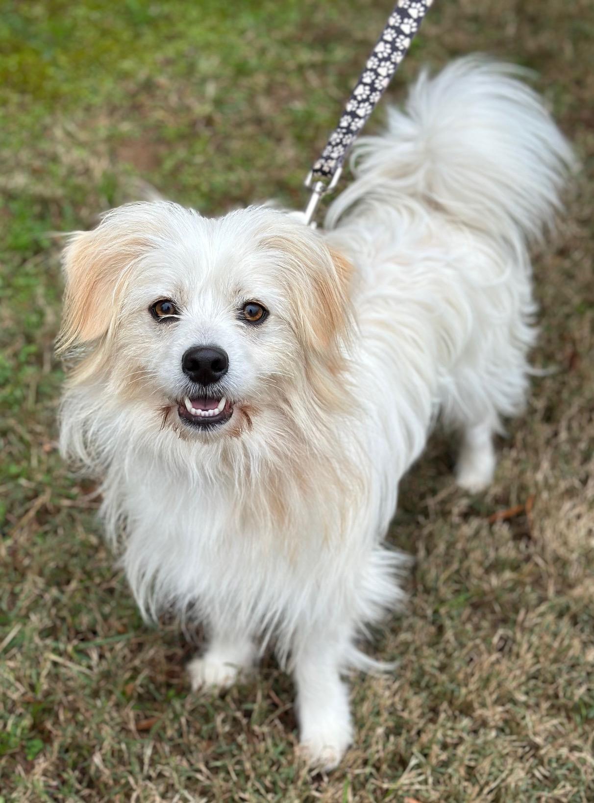 Drew, a ADOPTABLE mixed breed in Atlanta, GA image 2/3