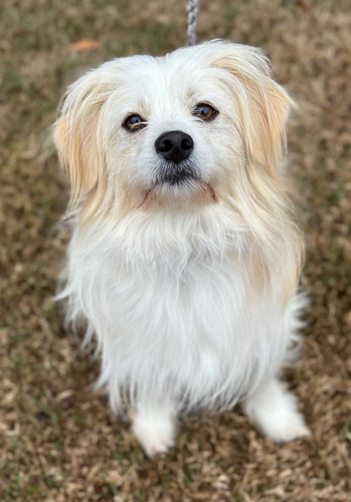 Drew, a ADOPTABLE mixed breed in Atlanta, GA image 3/3