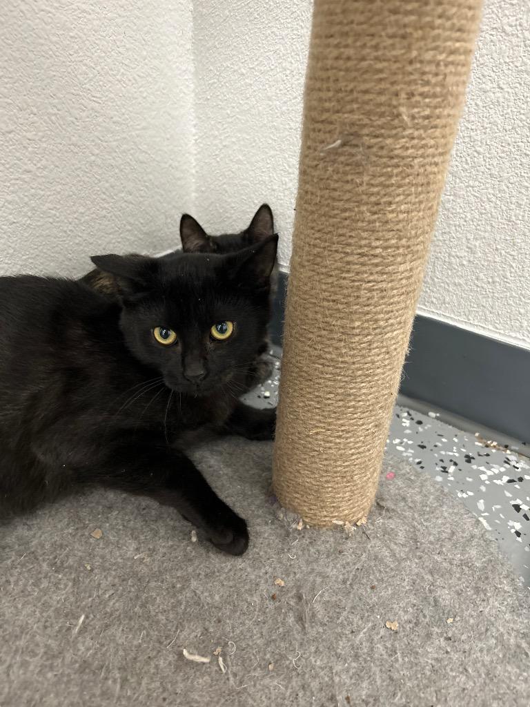 Molly, Adoptable, Adult Female Domestic Short Hair.