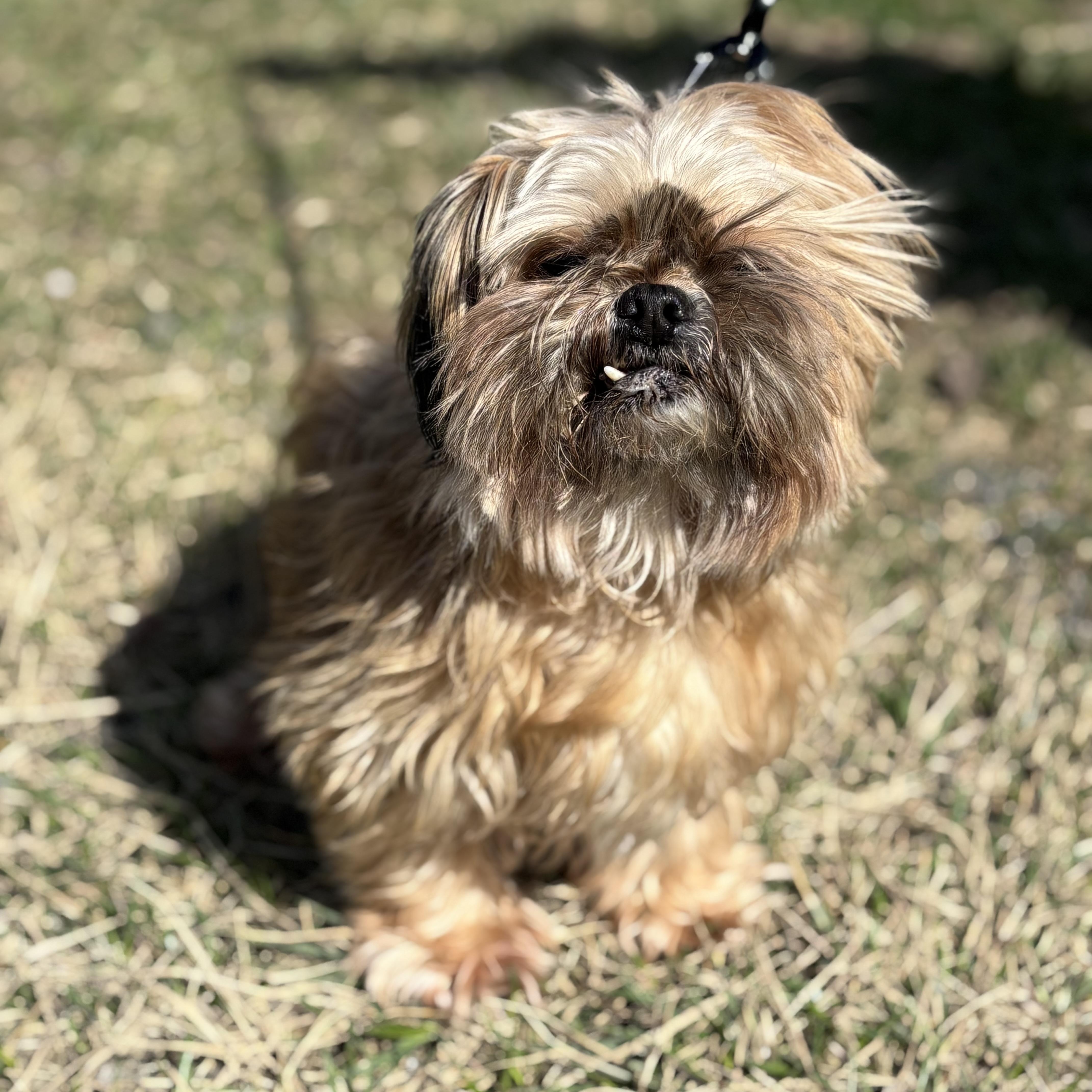 Snaggles , adopted, Adult Male Lhasa Apso.
