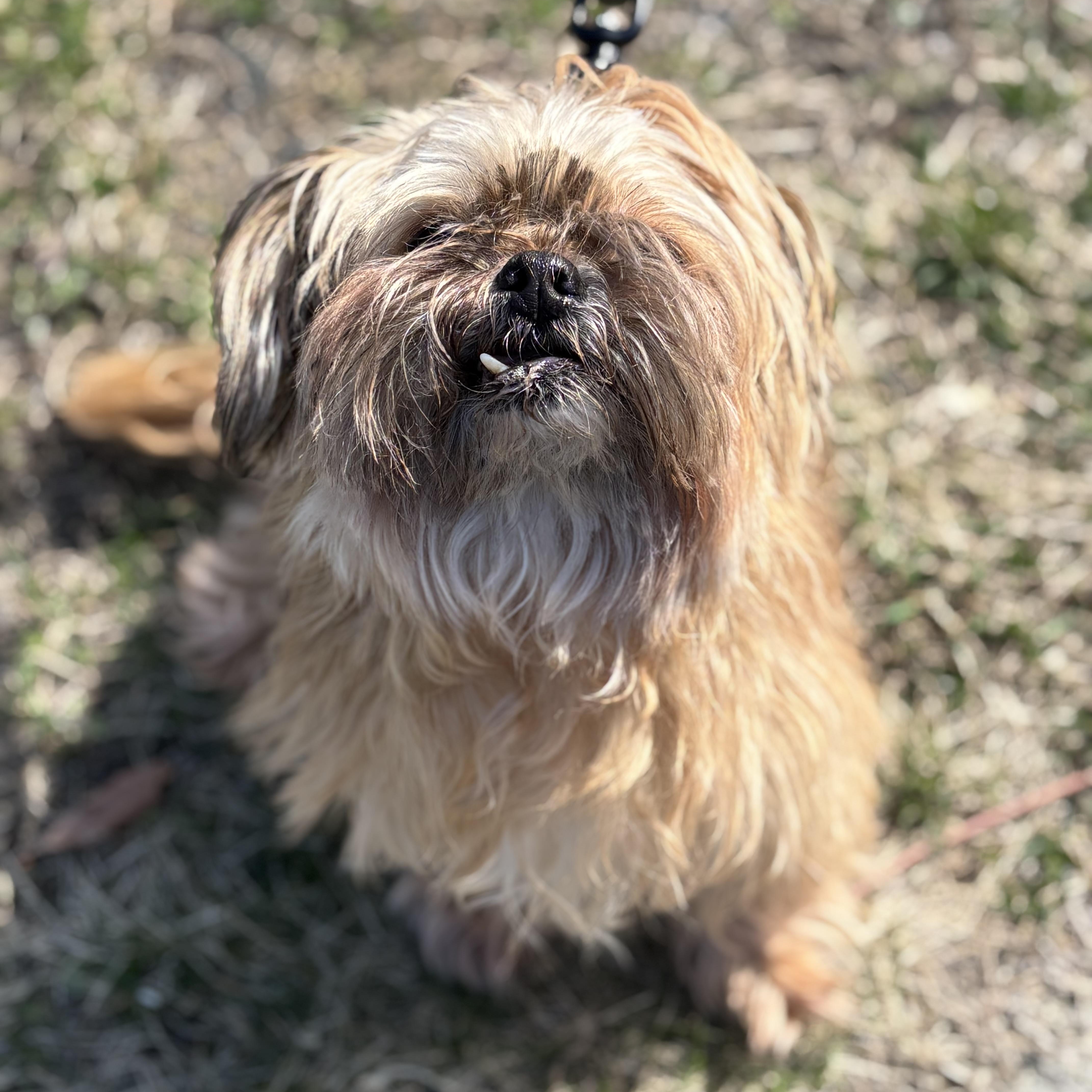 Enlarge Snaggles , an adopted Lhasa Apso in Manahawkin, NJ image 2/2