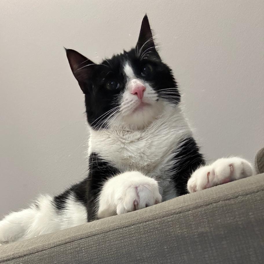 Enlarge Dakota, a Adoptable Domestic Medium Hair in Philadelphia, PA image 1/6