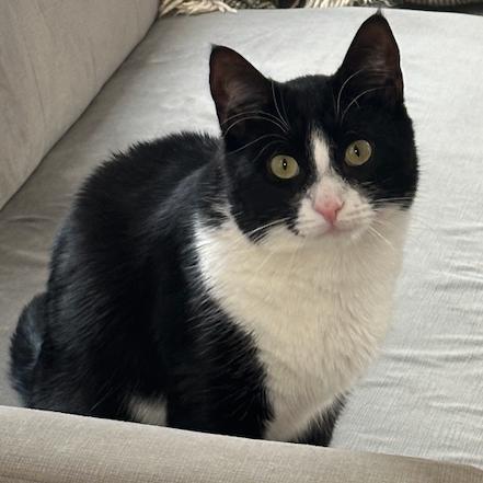 Enlarge Dakota, a Adoptable Domestic Medium Hair in Philadelphia, PA image 2/6