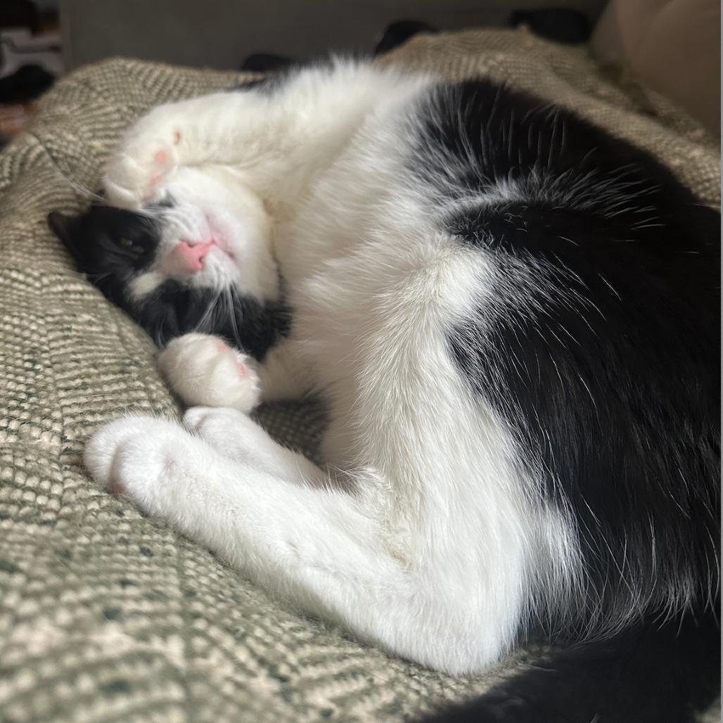 Enlarge Dakota, a Adoptable Domestic Medium Hair in Philadelphia, PA image 3/6