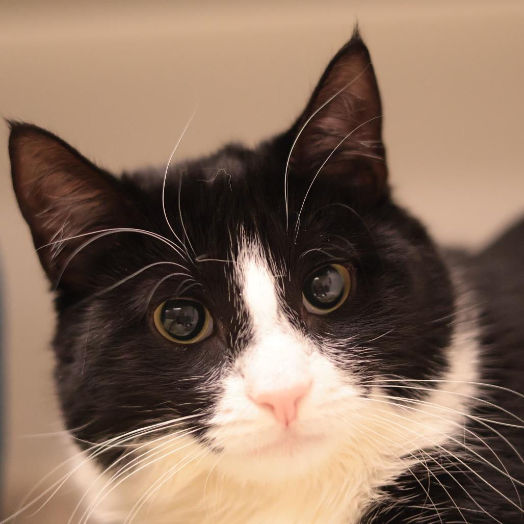 Enlarge Dakota, a Adoptable Domestic Medium Hair in Philadelphia, PA image 5/6