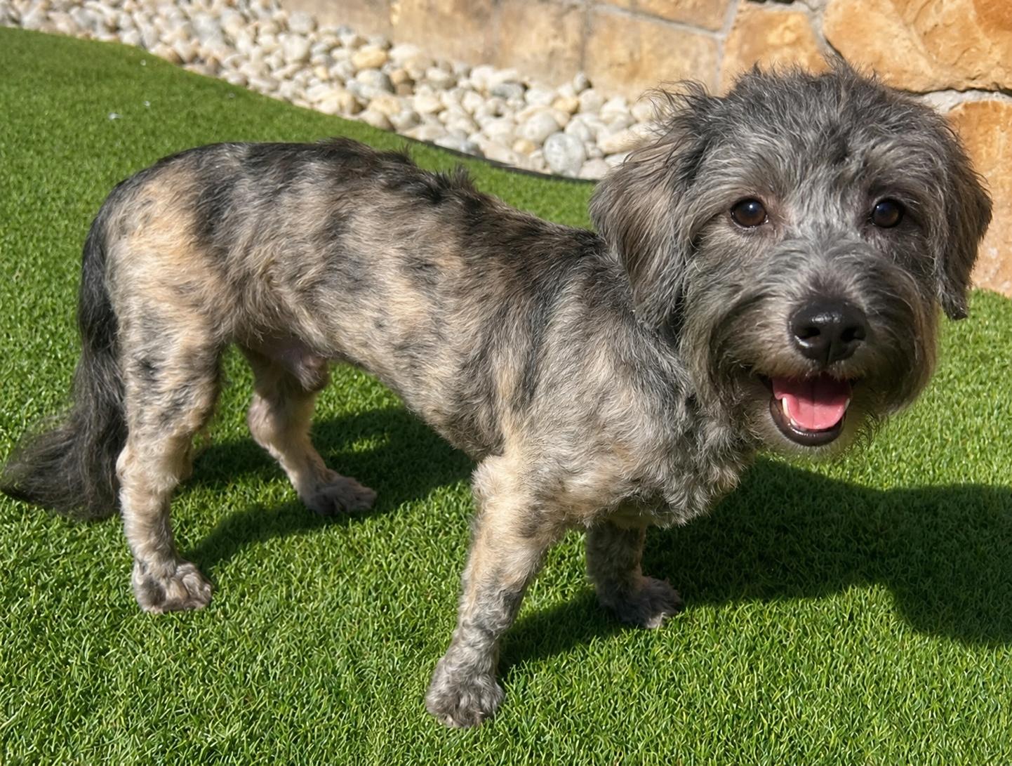 SNUFFY, adopted, Young Male Schnauzer.