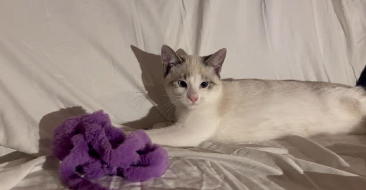 Enlarge MANNY, an adopted mixed breed in Tillsonburg, ON image 1/6