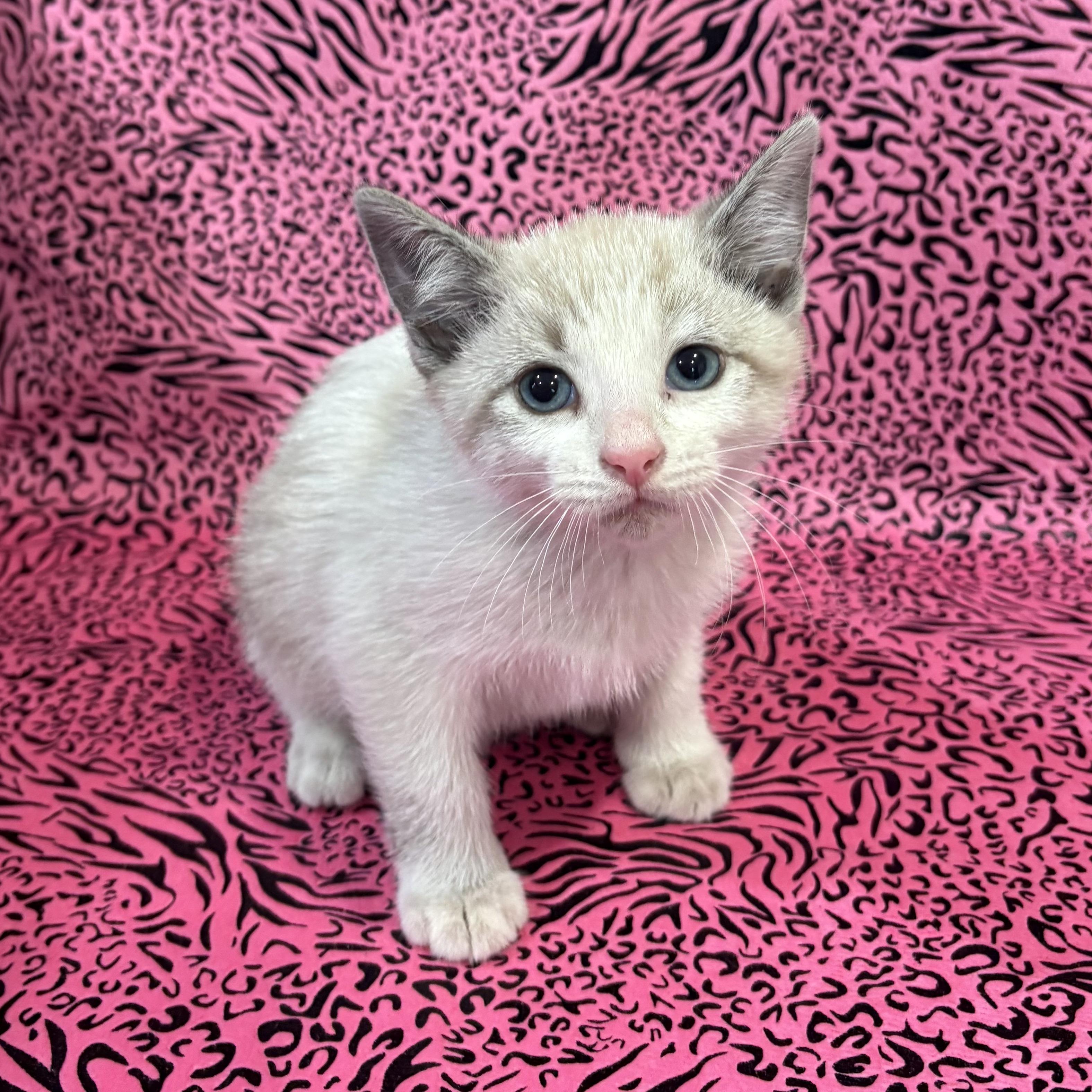 Enlarge MANNY, a Adoptable mixed breed in Tillsonburg, ON image 1/5