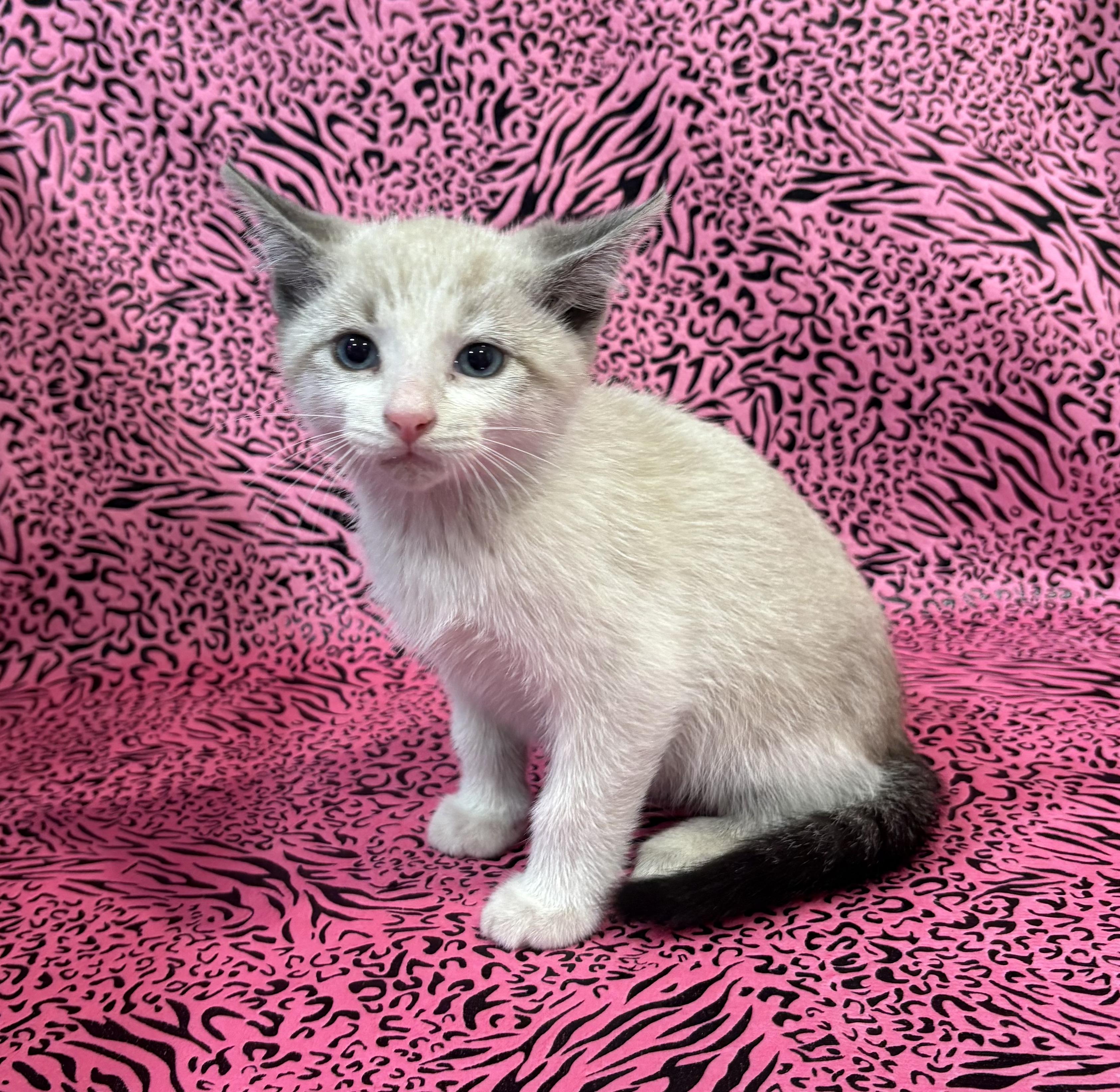 Enlarge MANNY, a Adoptable mixed breed in Tillsonburg, ON image 4/5