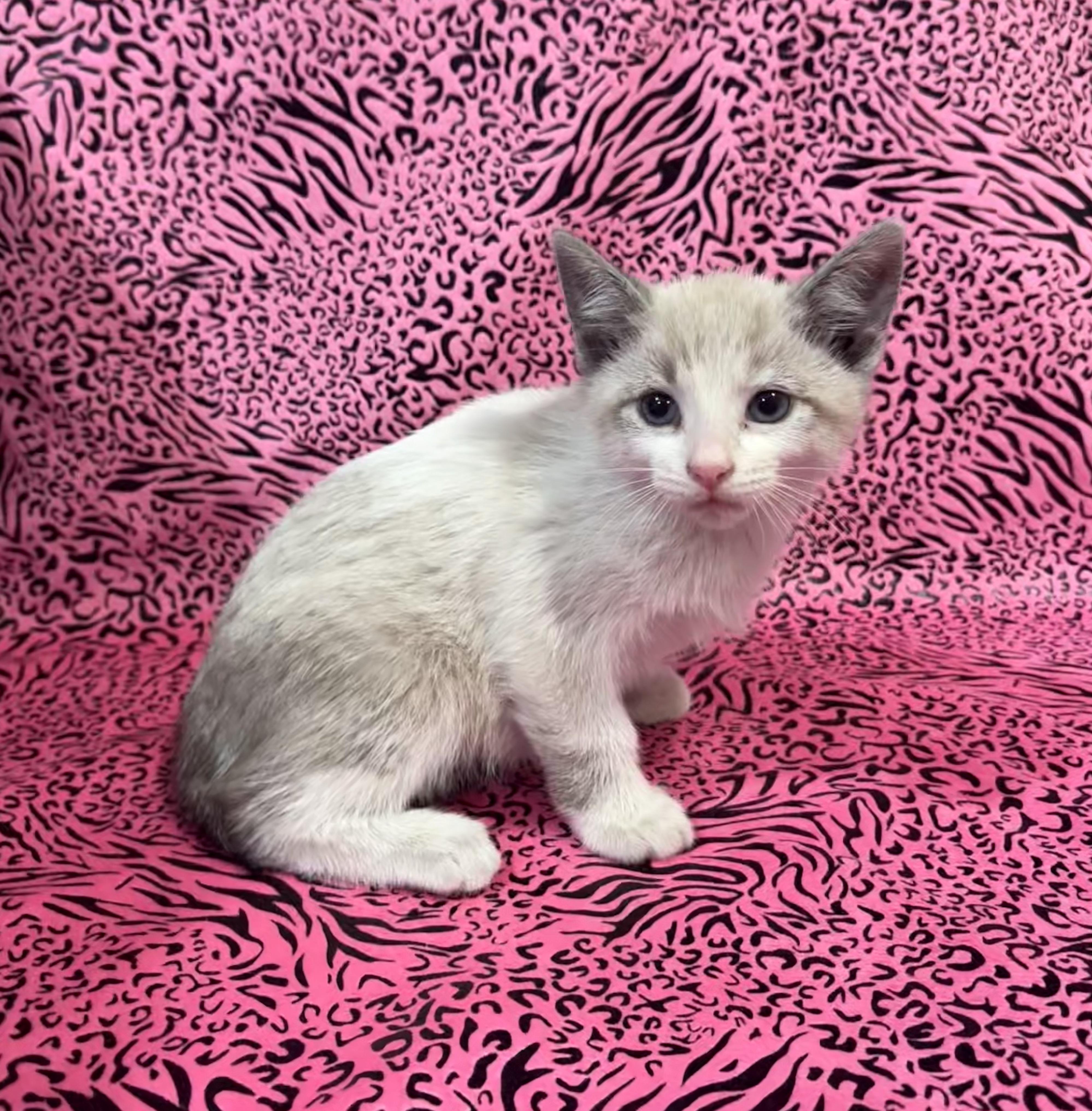 Enlarge MANNY, a Adoptable mixed breed in Tillsonburg, ON image 2/5