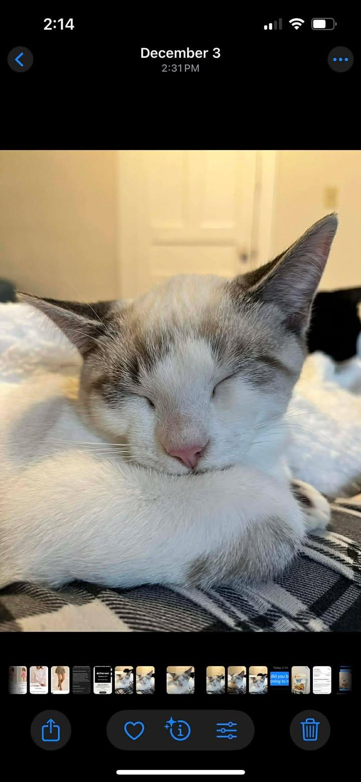 Enlarge MANNY, an adopted mixed breed in Tillsonburg, ON image 3/6