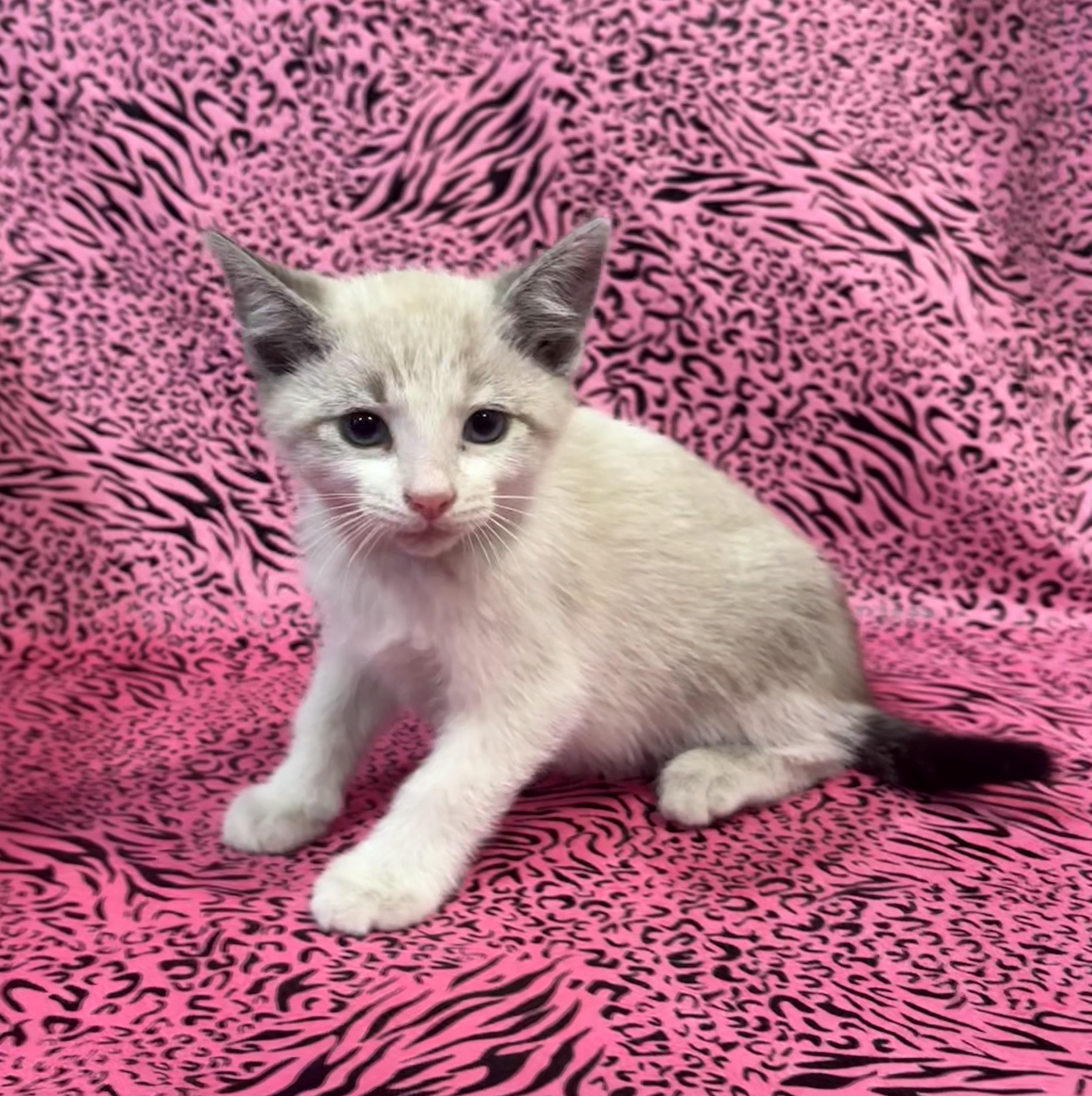 Enlarge MANNY, a Adoptable mixed breed in Tillsonburg, ON image 3/5