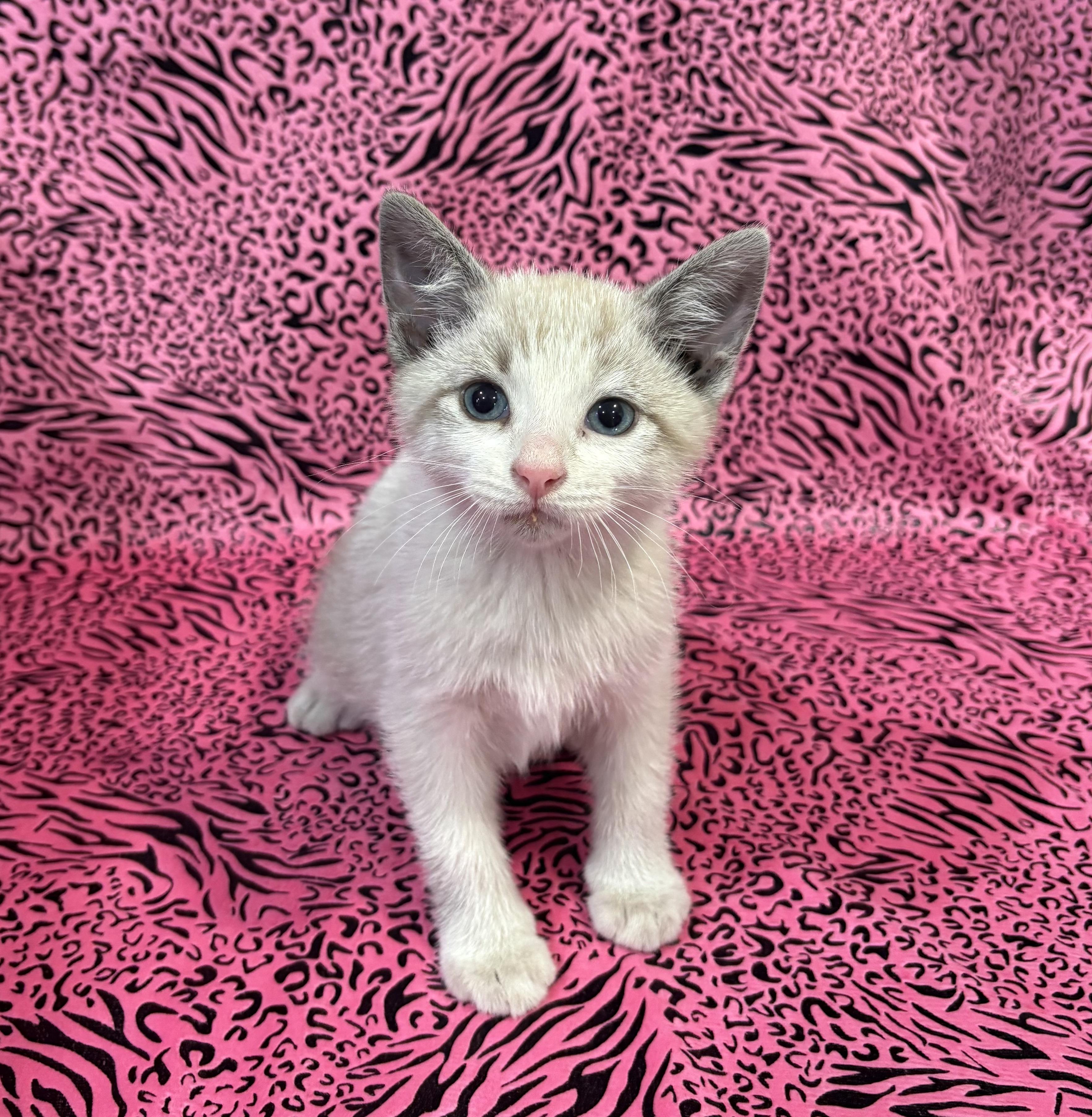 Enlarge MANNY, a Adoptable mixed breed in Tillsonburg, ON image 5/5