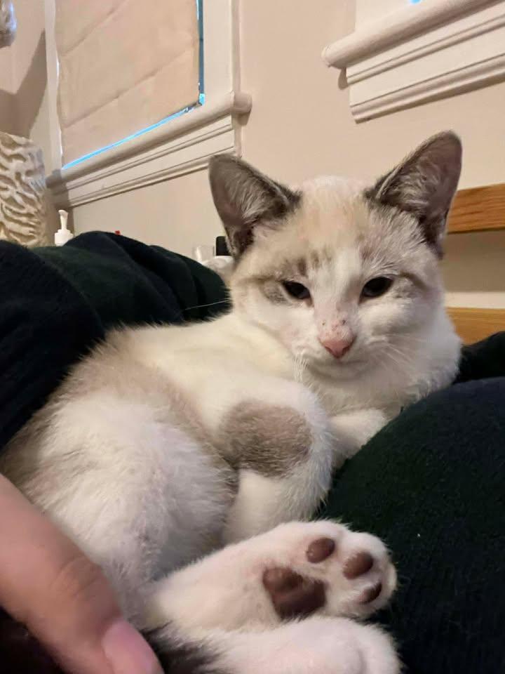 Enlarge MANNY, an adopted mixed breed in Tillsonburg, ON image 4/6