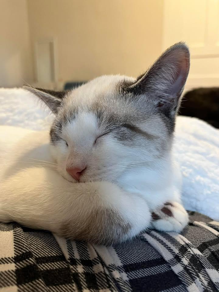 Enlarge MANNY, an adopted mixed breed in Tillsonburg, ON image 2/6